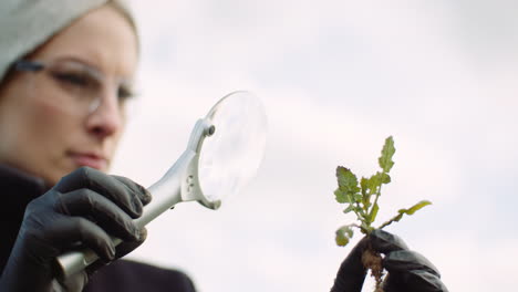 female farmer inspects plants in field