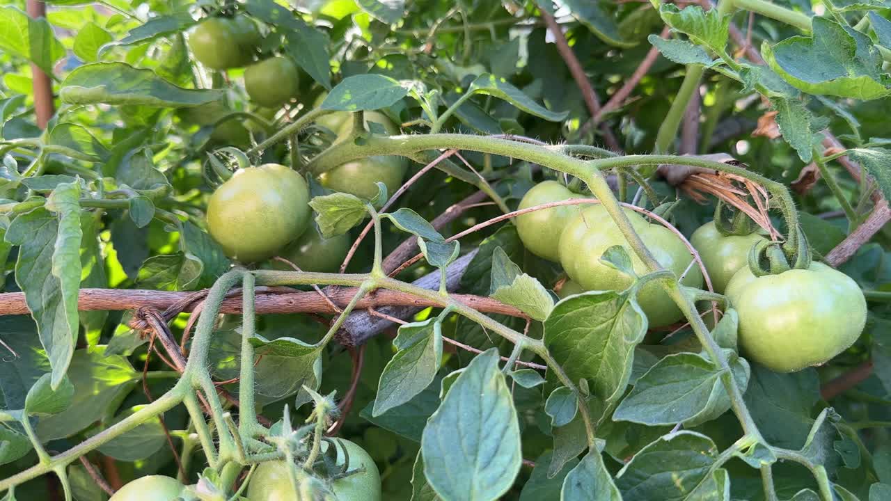 Young green tomato growing on branches of its plant