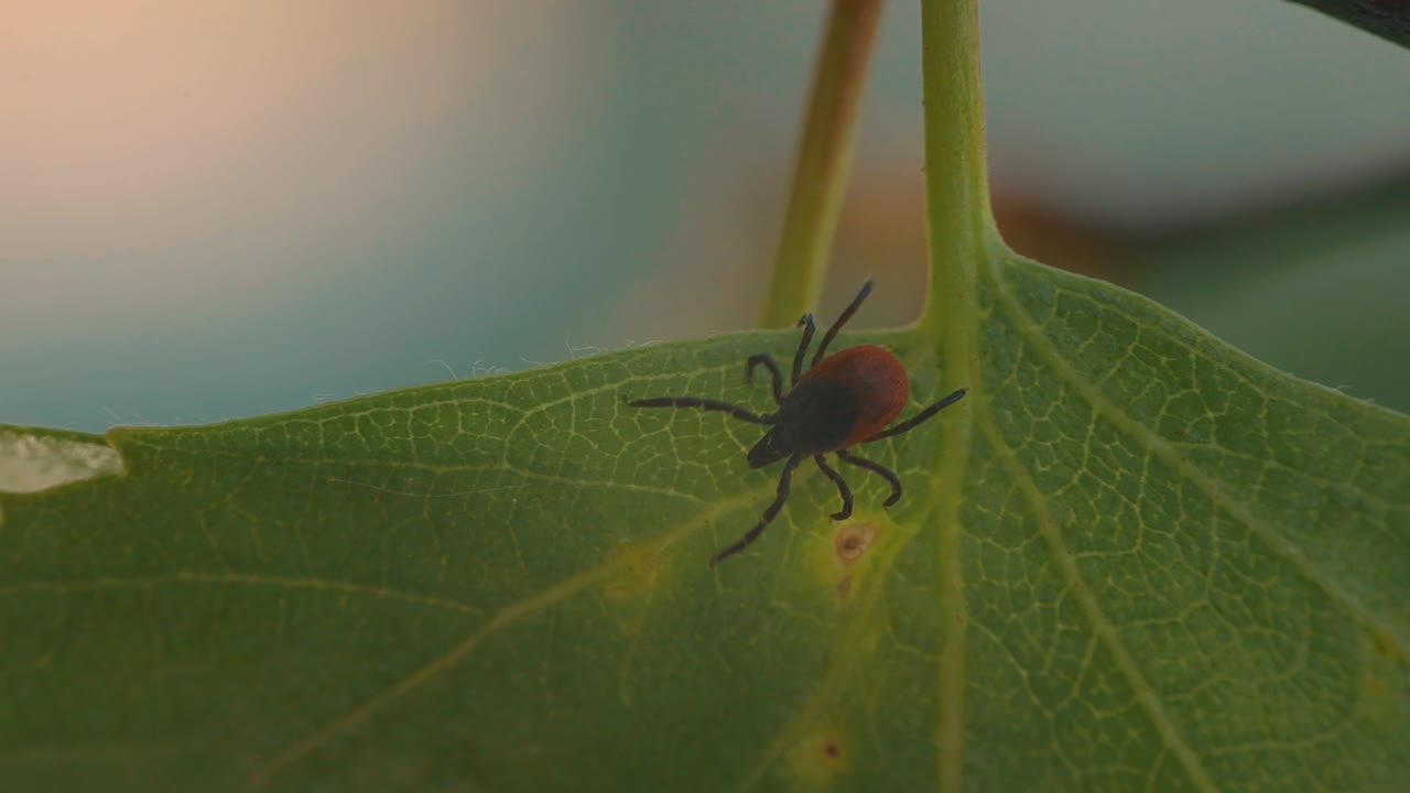 Gros plan détaillé d'un acarien perché sur une feuille de bouleau verte, montrant son corps brun foncé et ses marques rouge-orangé