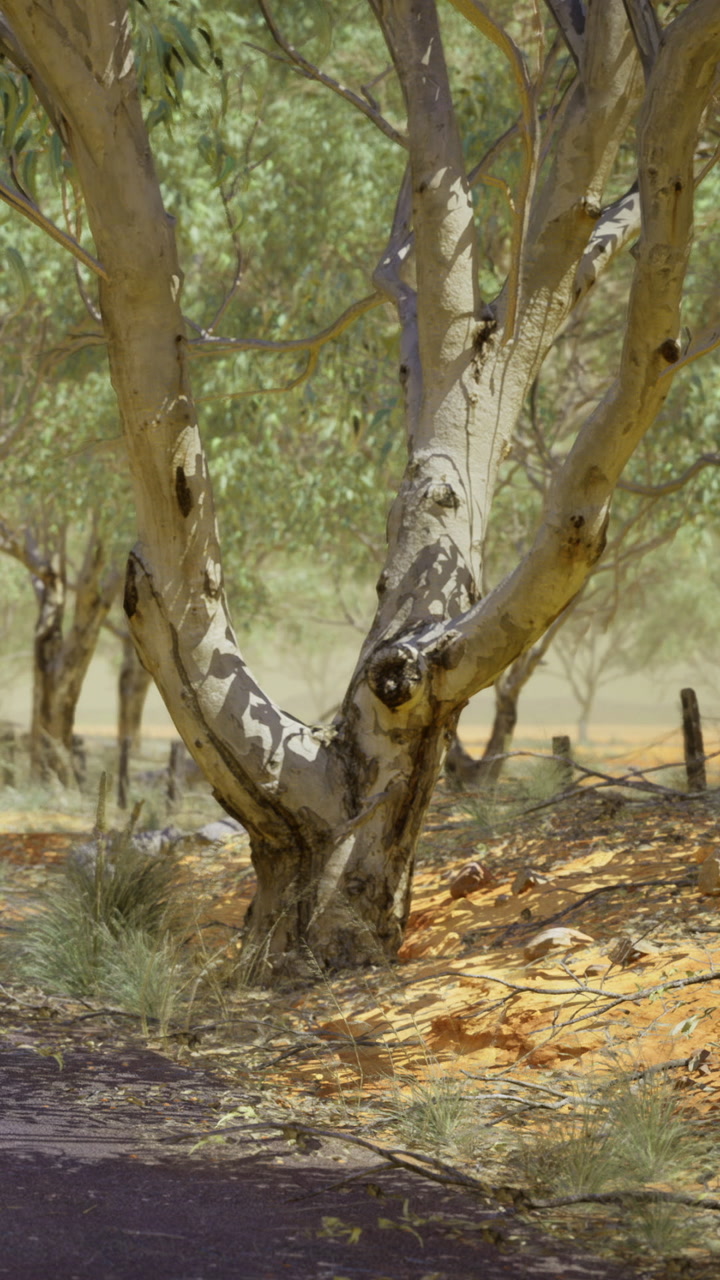 Sunlight filtering through trees in a serene australian landscape during midday