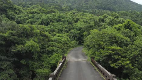 road through jungle, yakushima island japan