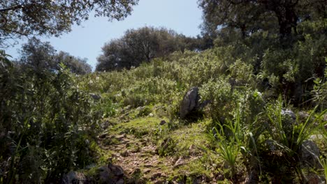 Rocky-Path-in-Lush-Forest,-Tilt-Up-Reveal-of-Trees-and-Grassy-Hill-on-Sunny-Day