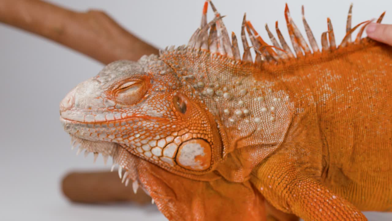 A person's hands gently stroke the head and neck of a calm orange iguana