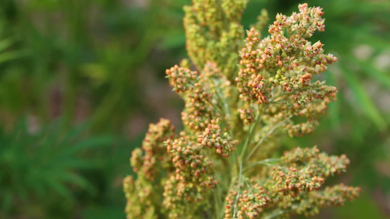 agricultura de marihuana en fincas al aire libre