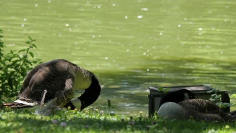 Ganso-De-Canadá-Cerca-De-Un-Lago-Acicalándose-Y-Otro-Ganso-Duerme-En-Un-Día-Soleado