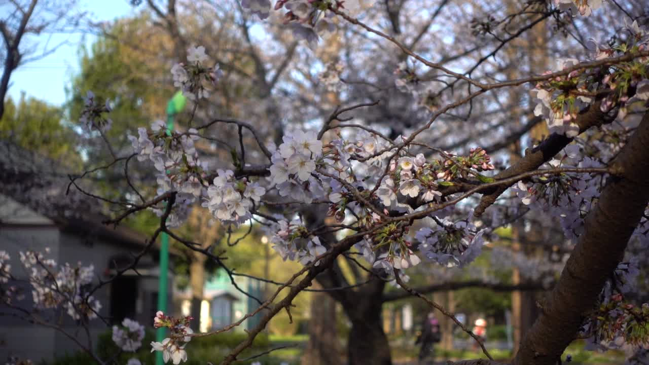 paisaje de la vida cotidiana en el parque japonés con árboles de sakura