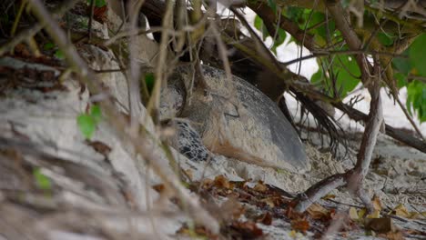 Video-Einer-Unglaublichen-Meeresschildkröte,-Die-Von-Einem-Strand-Auf-Der-Insel-Mahé-Auf-Den-Seychellen-Aus-Eier-Am-Strand-Ablegt