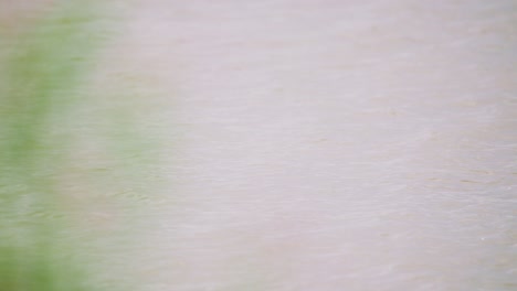 mallard duck floats in waters of groenzoom netherlands in slow motion as it pecks at water