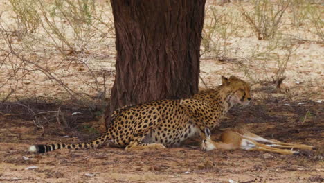 el guepardo busca amenazas de matarlo y luego comienza a devorar a la cría de gacela recién muerta debajo del árbol en el desierto de kalahari, sudáfrica