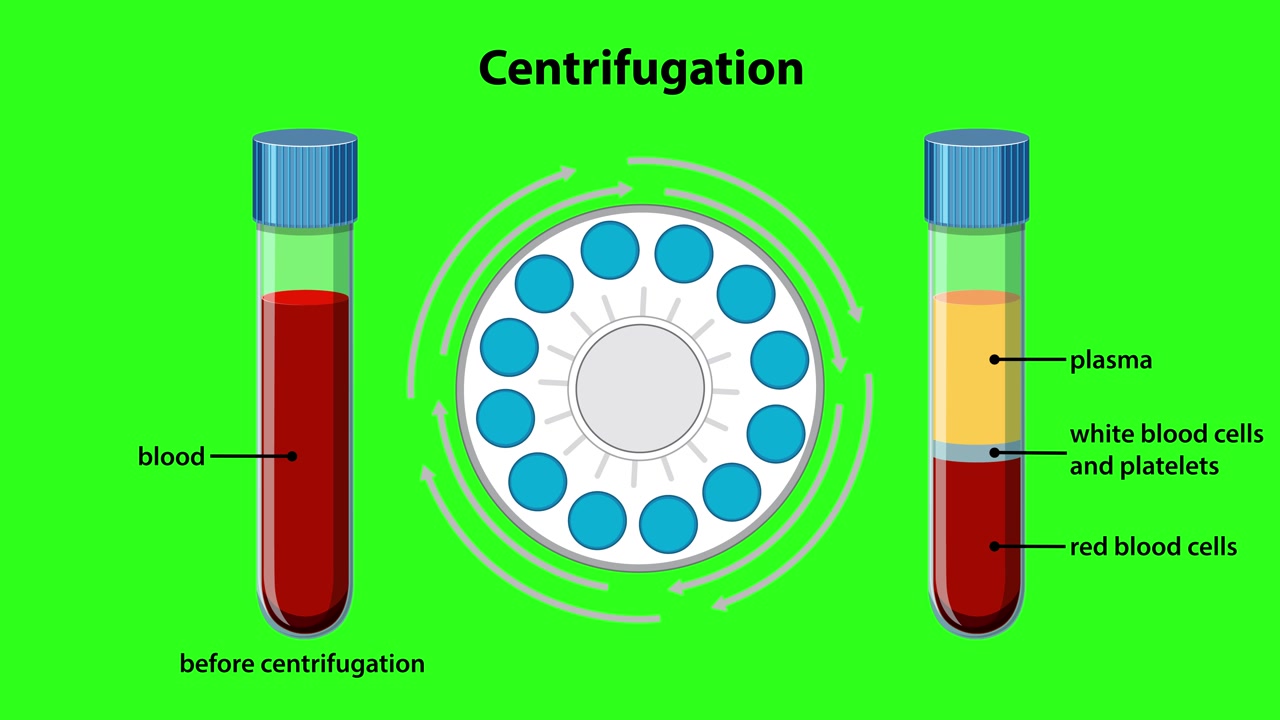 Animazione 2D educativa che mostra la separazione del sangue in plasma, globuli bianchi e globuli rossi tramite centrifugazione