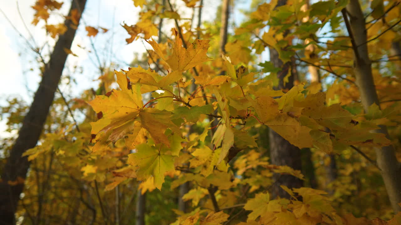 hojas de otoño amarillas vívidas en las ramas, con un fondo de bosque de enfoque suave en la cálida luz del sol
