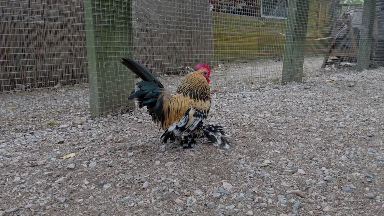 Golden sabelpoot rooster confidently walking across gravel covered enclosure, displaying distinctive plumage and feathered legs with regal posture and traditional breed characteristics