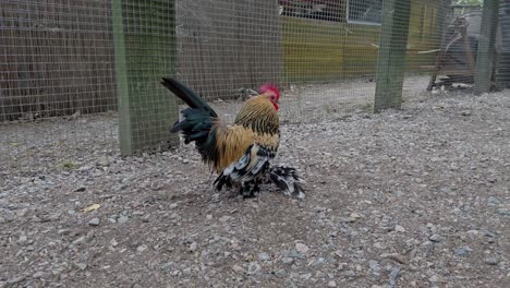 golden sabelpoot rooster confidently walking across gravel covered enclosure, displaying distinctive plumage and feathered legs with regal posture and traditional breed characteristics