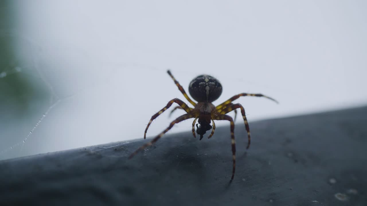 araña en el alféizar de la ventana