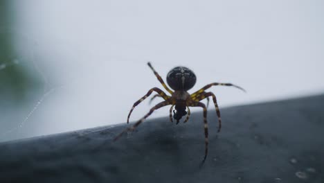 spider on a window sill