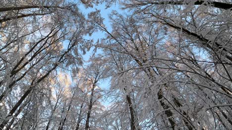 pov looking up treetops in a winter wonderland on a sunny day with blue sky during winter in bavaria, germany