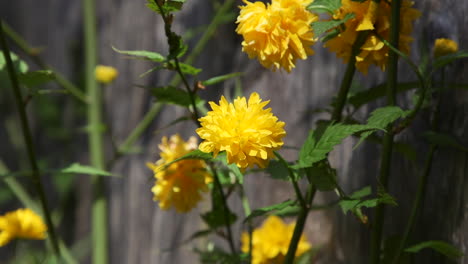 Gelbe-Kerria-blume,-Die-Im-Frühling-Im-Pazifischen-Nordwesten-Blüht