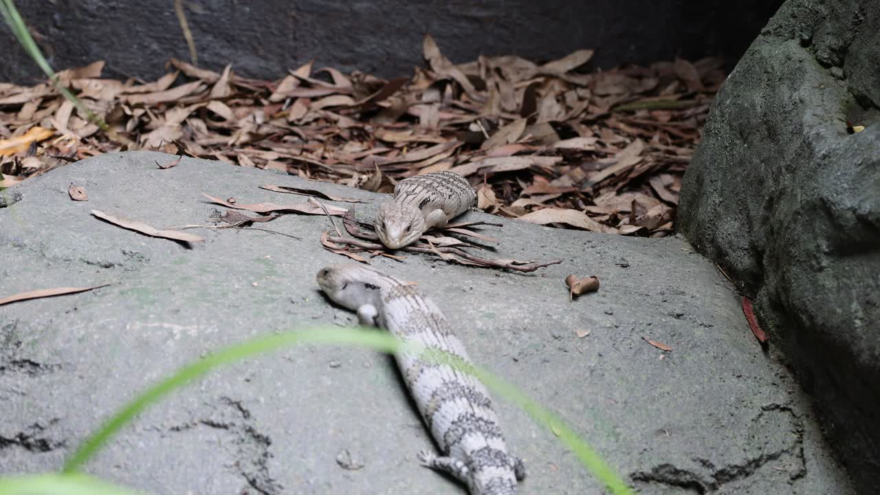 도마 은 정원 길 에 있는 잎 을 가로질러 움직인다