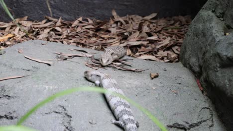 Lizard moves through leaves on a garden path