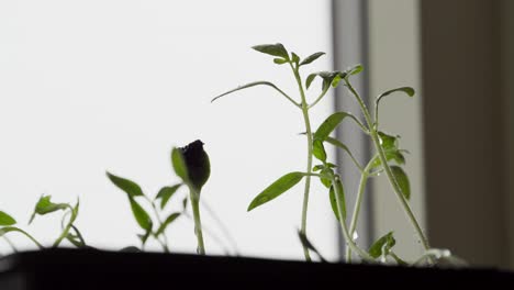 organic plant seedlings growing indoor. close-up shot