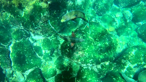 two parrotfish swim in a circle during a mating ritual