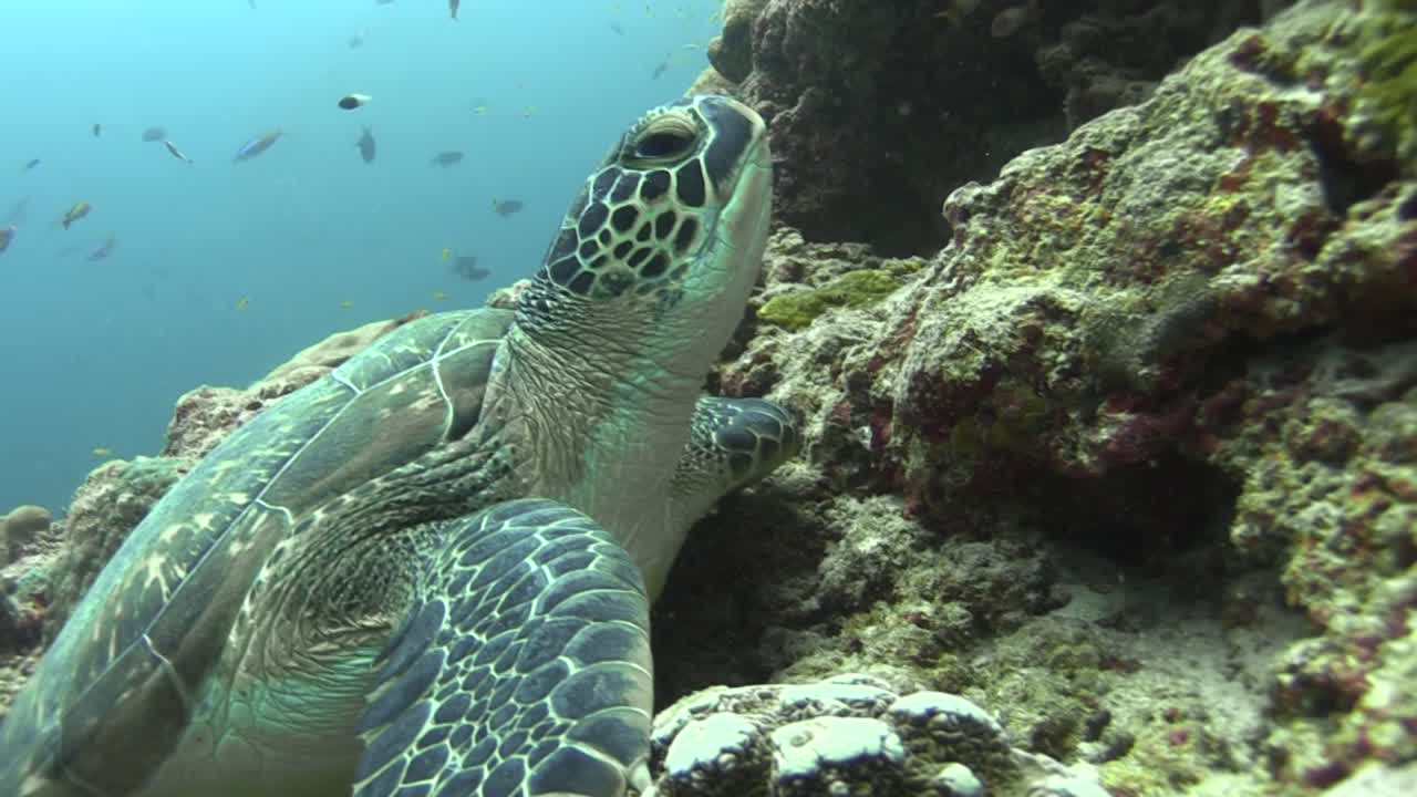 young hawksbill turtle at coral slope, takes off into blue water