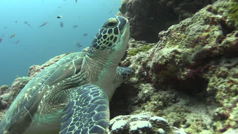 tortuga carey joven en la pendiente de coral, despega hacia el agua azul