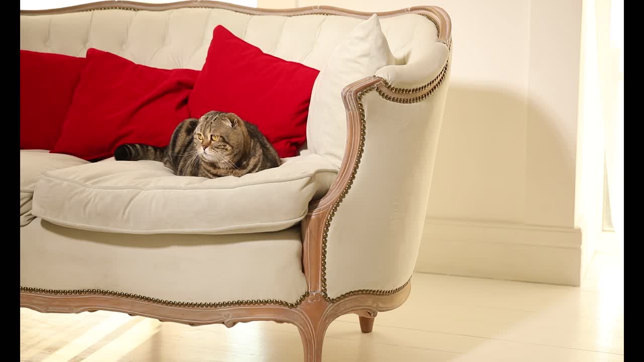 스코틀랜드 폴드 고양이와 함께 우아한 소파