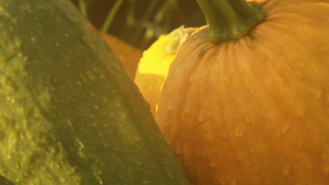 close-up-of-rain-drops-on-a-gourde-and-pumpkin