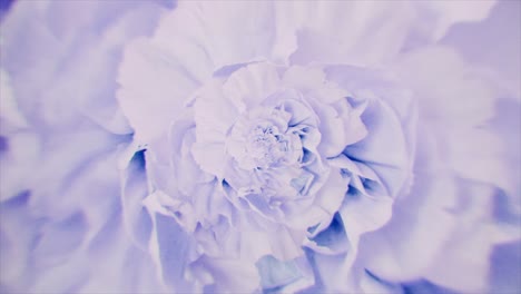 primer plano de una flor de color púrpura claro