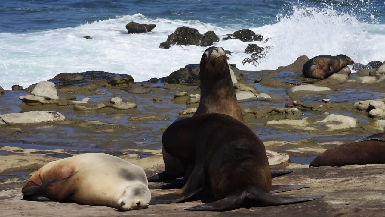 Playful sea lions interacting and resting on rocky coastline with ocean waves in the background