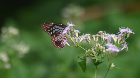 Tigre-Vidrioso-Azul-Oscuro,-Ideopsis-Vulgaris-Macrina,-Mariposa,-Parque-Nacional-Kaeng-Krachan,-Tailandia,-Imágenes-De-4k