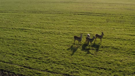 Rehwild,-Das-Auf-Grünem-Landwirtschaftlichem-Feld-Läuft