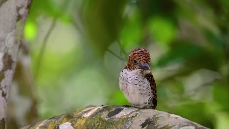 un martín pescador de árboles y una de las aves más hermosas que se encuentran en tailandia dentro de las selvas tropicales