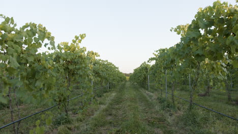 vineyard-establishing-shot-in-between-rows-of-grape-clusters