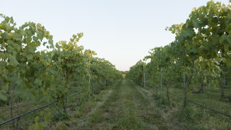 Weinberg,-Der-Zwischen-Reihen-Von-Traubenclustern-Erschossen-Wird