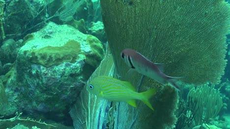 fish shelter by gorgonian fan