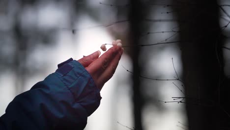 Hand-Hält-Waldbeeren-Vom-Baum,-Silhouette