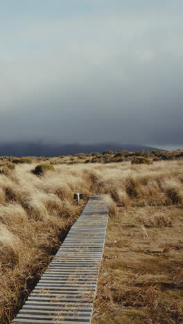 wooden pathway through a field