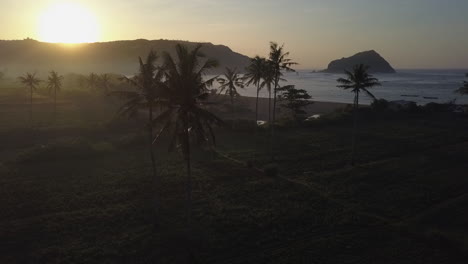 Silueta-De-Palmeras-Contra-La-Niebla-Del-Amanecer-Matutino-Cerca