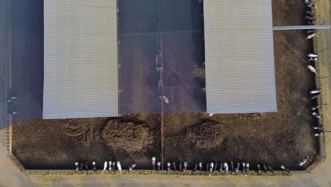 cow animal farm factory production drone aerial view amidst agricultural field