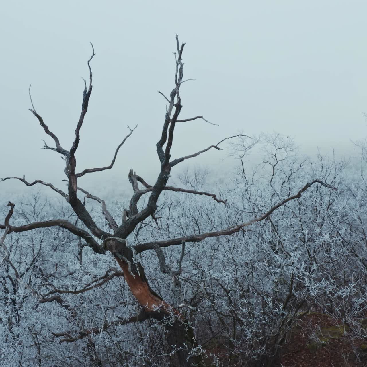 Frozen forest at winter