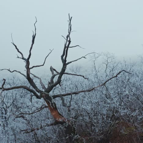 frozen forest at winter