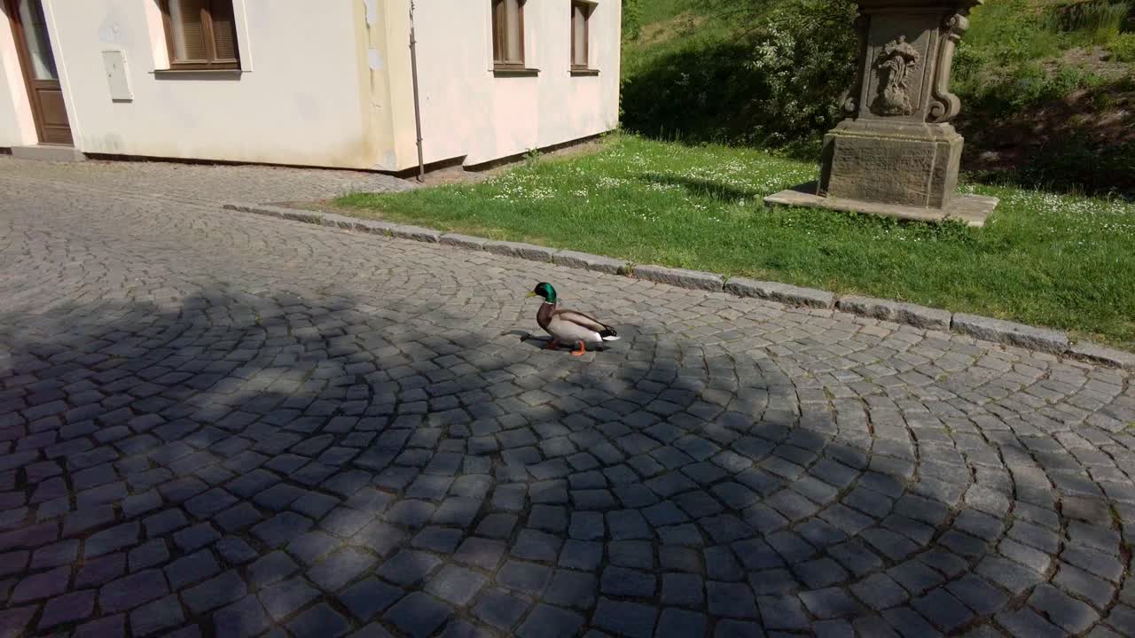 un pato con plumas de color verde caminando por un camino pavimentado en un día soleado en cámara lenta