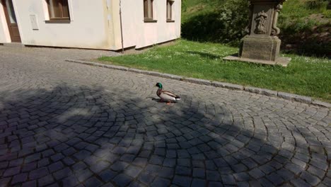 a duck with green colored feathers walking on a paved road on a sunny day in slow motion