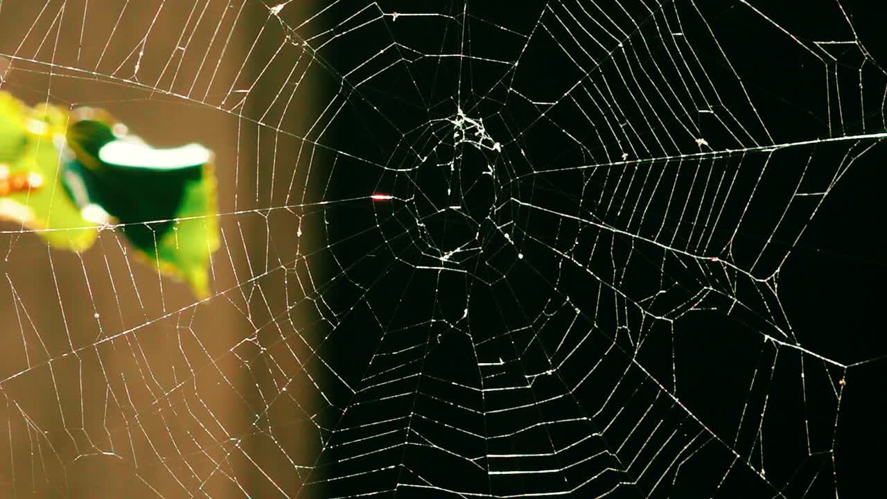 거미줄은 바람에 부드럽게 흔들리며, 그 가닥은 빛을 잡으면서 색을 바니다.