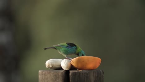 Colorful-Green-Headed-Tanager-Tropical-Bird-Picking-Fruits,-Static