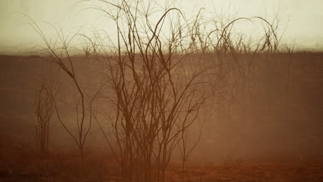 desolate foggy landscape