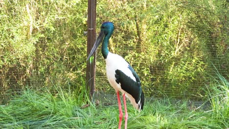 storch steht in einem grasbewachsenen zoo-gebäude