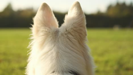 Slowmotion-shot-of-dog-ears-from-behind-looking-over-a-field